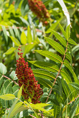 Smooth Sumac
