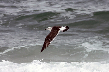  Uma linda gaivota sobrevoando as ondas do mar da praia de Cordeirinho- Maricá - RJ