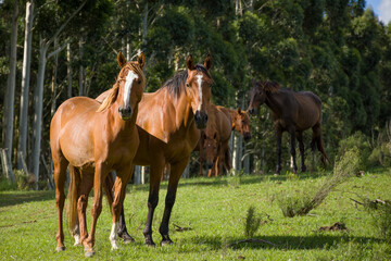 Obraz premium Caballos libres en el campo.