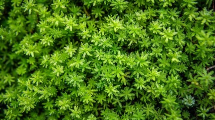 Fototapeta premium Macro shot of vibrant green moss texture on a forest floor