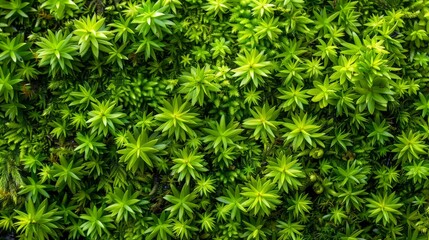 Macro shot of vibrant green moss texture on a forest floor