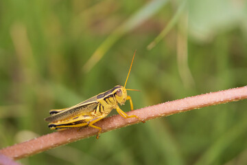 Grasshopper on a stick