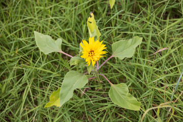 Yellow flower in the grass