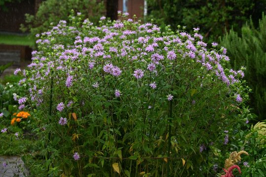 Wild bergamot flowers. A perennial herb in the Lamiaceae family, used in herbal tea, dried flowers, and potpourri.
