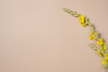 Beige background with yellow flowers. Flat lay, top view. Copy space
