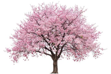 Naklejka premium Cherry blossoms in spring alone on white backdrop