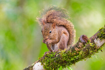 Esquilo caxinguel&ecirc; comendo castanha