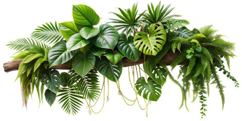 Lush tropical arrangement featuring monstera, palm, rubber plant, pine and fern, beautifully entwined on a tree branch liana vine, isolated on white. cut out