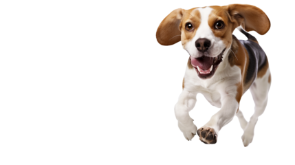 Full body shot of Beagle dog, running happily, smiling.