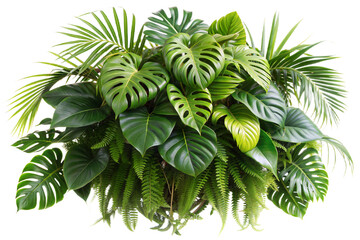 Lush tropical arrangement featuring monstera, palm, rubber plant, pine and fern, beautifully entwined on a tree branch liana vine, isolated on white. cut out