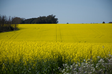 Obraz premium Paisaje de un campo de colza, canola, con su color amarillo y cielo azul.