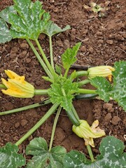 Cucumber plants 4K Alghero