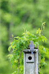 Eastern Bluebird with caterpillar for nestlings, Sialia sialis, at nest box covered with Virginia Creeper