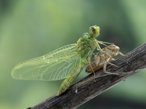 P6120184 adult female western pondhawk dragonfly (Erythemis collocata) emerging from larva, #6 of 8, cECP 2024