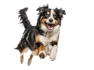 Full body shot of Australian Shepherd dog, running happily, smiling.