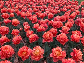 あずみの公園のチューリップの満開の景色