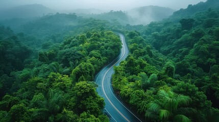 Fototapeta premium A winding road through a lush green forest