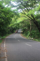 Empty road through the green trees.