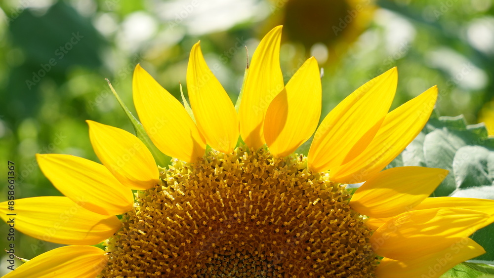 Wall mural Sunflowers in full bloom. (copy space)