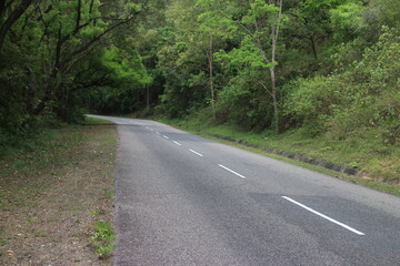 Empty road through the green trees.