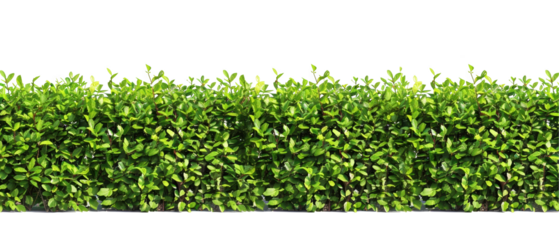 A row of green bushes with no leaves