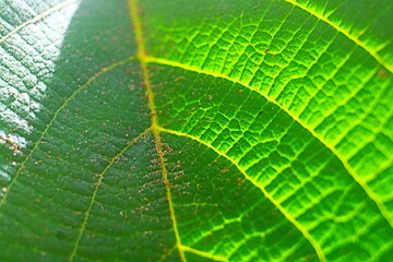 green leaf texture