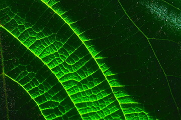 green leaf texture