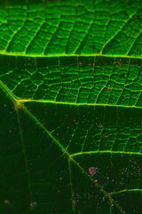 Leaf macro