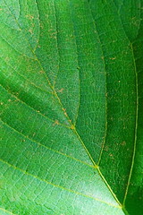 green leaf texture