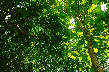 Green leaves on the trees