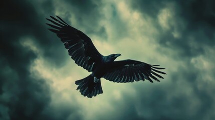 Obraz premium Soaring blackbird with spread wings, stormy sky above, looking up, raw and vivid detail, capturing the turbulent scene