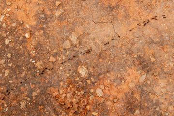 Grunge stone with ants walking in a chain background or texture . Close up of rusty metal surface.