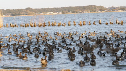 A flock of water birds floating on the water