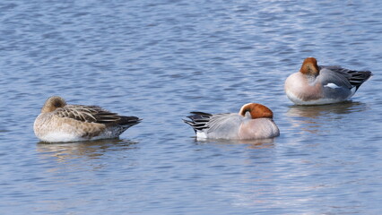A flock of water birds floating on the lake.
