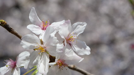 Cherry blossoms in full bloom. Cherry blossoms with small flowers.