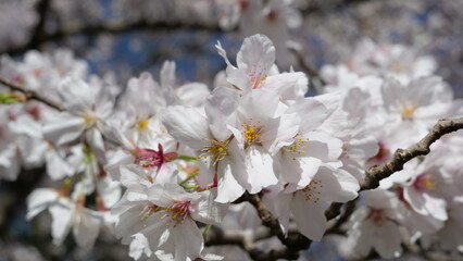 Cherry blossoms in full bloom. Cherry blossoms with small flowers.