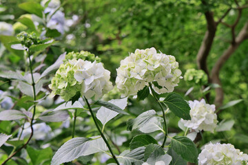 緑のアジサイの花
