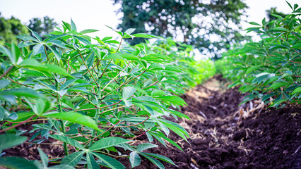 Manihot esculenta (L.) Crantz, a green cassava growing in a farmer's plot.