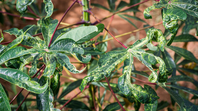 Close-up of cassava leaves infected with Cassava mosaic disease: CMD causes mottled and curled leaves.