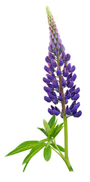 Purple lupine with green leaves isolated on a transparent background