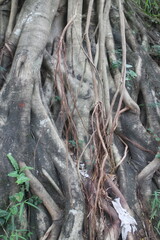 Close up texture of a tree bark