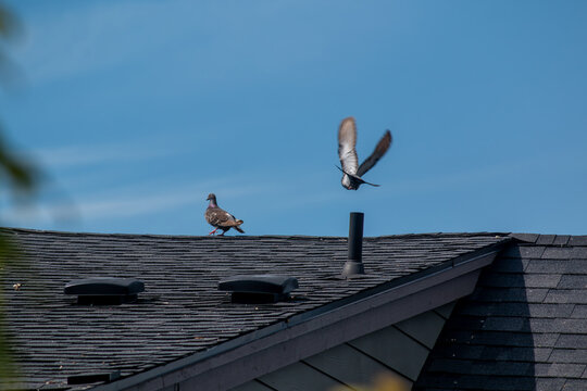 birds on the roof