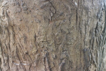 Close up texture of a tree bark