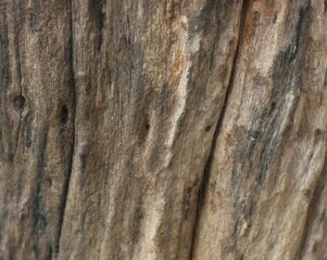 Close up texture of a tree bark
