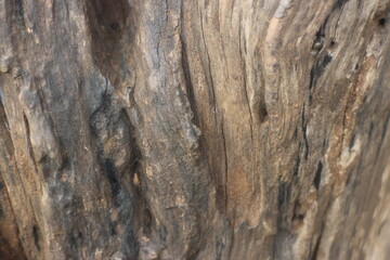 Close up texture of a tree bark