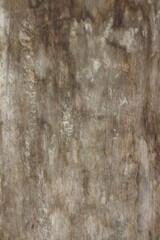 Close up texture of a tree bark