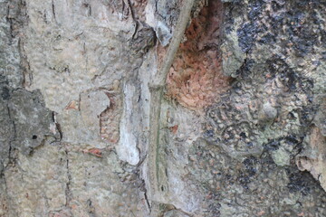 Wood Tree Texture Background Pattern