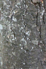 Wood Tree Texture Background Pattern