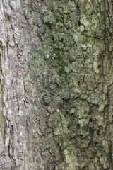 Wood Tree Texture Background Pattern