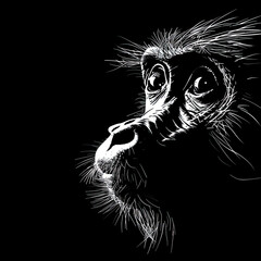 A black and white drawing of a monkey 's face